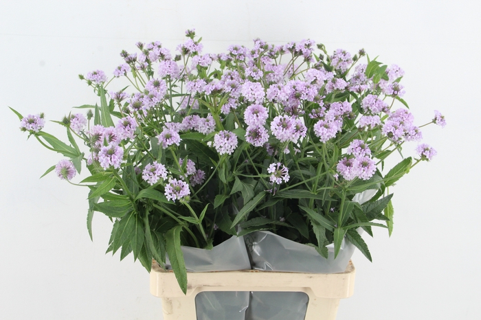 <h4>VERBENA RIGIDE POLARIS</h4>