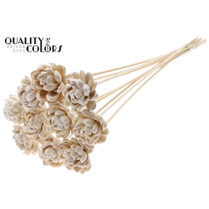 Shola New Beauty Rose 6cm on stem Wax White