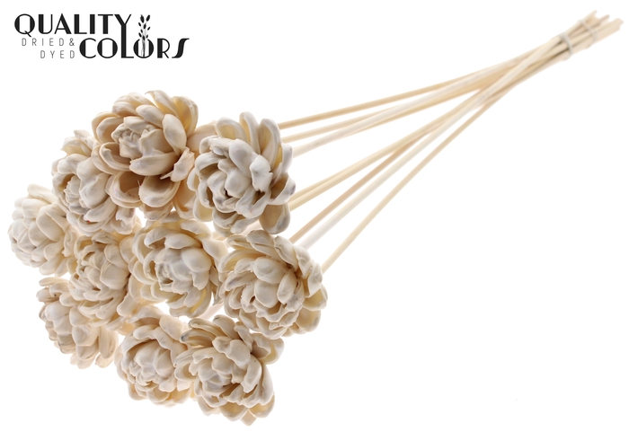 <h4>Shola New Beauty Rose 6cm on stem Wax White</h4>