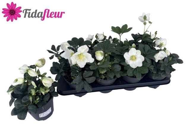 <h4>HELLEB CHRISTMAS CAROL P13 5+</h4>