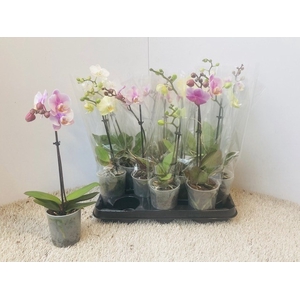 PHAL OV