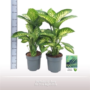 Dieffenbachia Reeva