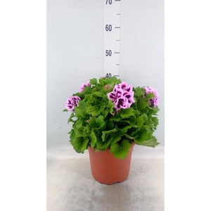 Pelargonium gran.   ..