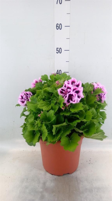 <h4>Pelargonium gran.   ..</h4>