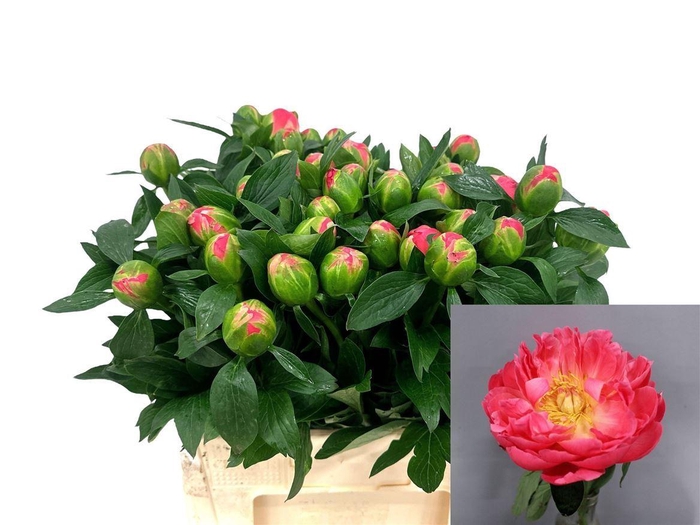 <h4>Paeo L Coral Sunset</h4>