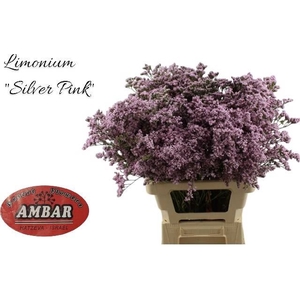 LIMONIUM  'MR. SILVER PINK'