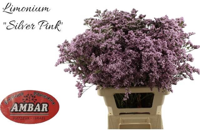 <h4>LIMONIUM  'MR. SILVER PINK'</h4>