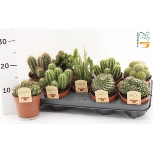 CACTUS GEM