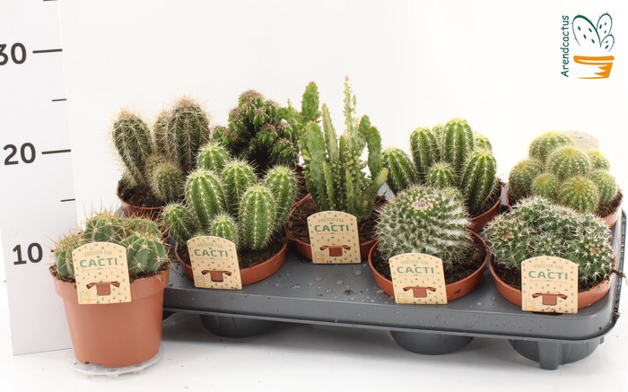 <h4>CACTUS GEM</h4>