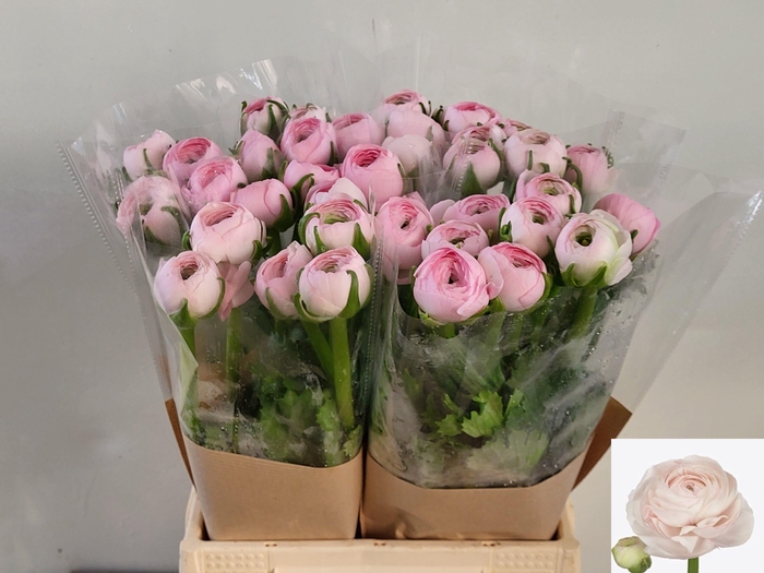 <h4>RAN SU LADY</h4>