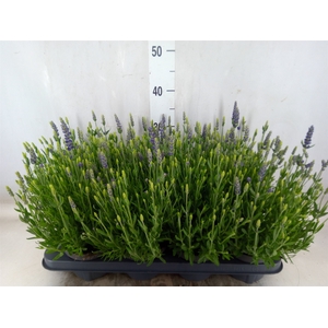 Lavandula angus. 'Spear Blue'