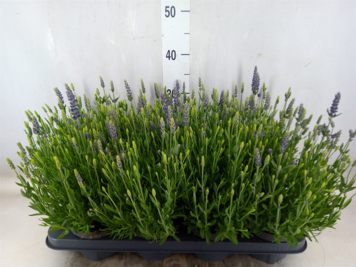 <h4>Lavandula angus. 'Spear Blue'</h4>