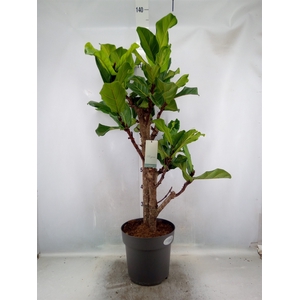 Ficus lyrata