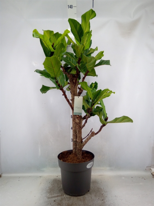 <h4>Ficus lyrata</h4>