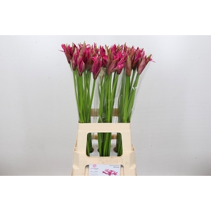Nerine Roussy