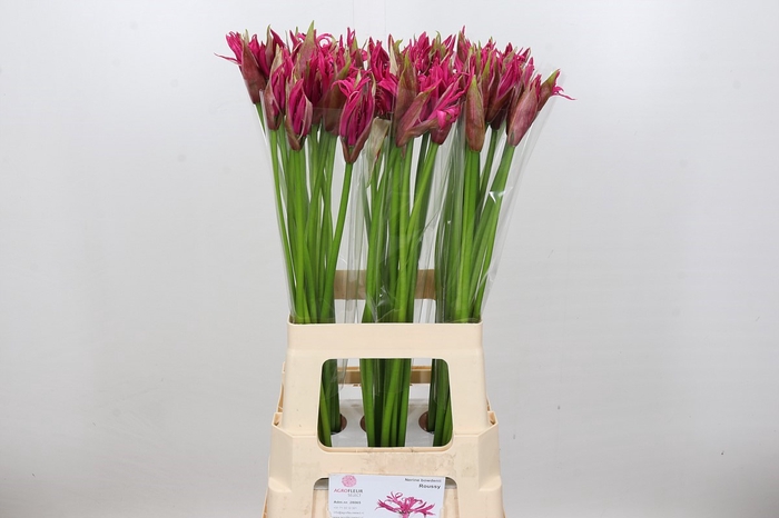 <h4>Nerine Roussy</h4>