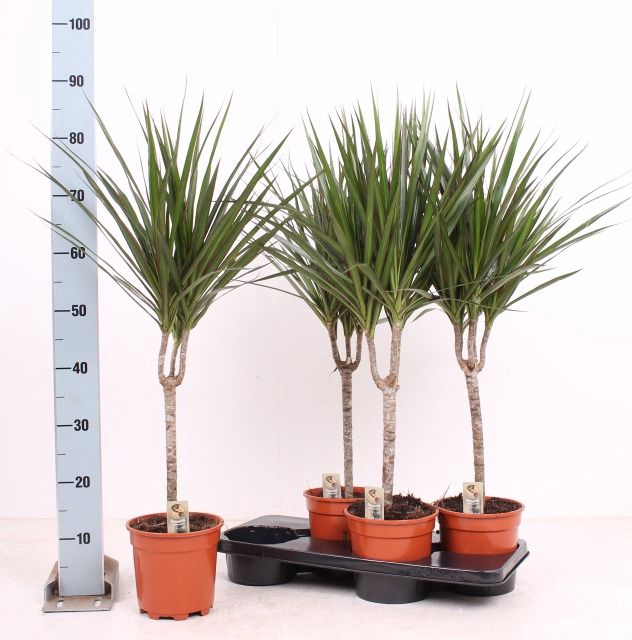 <h4>DRA MARGINATA</h4>