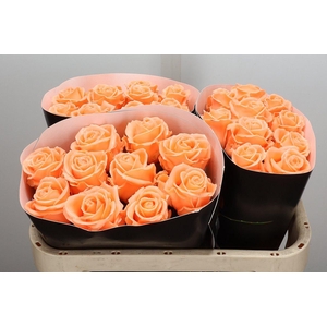 Wax-Rozen Wax Versilia w4