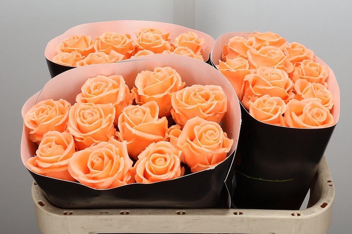 <h4>Wax-Rozen Wax Versilia w4</h4>