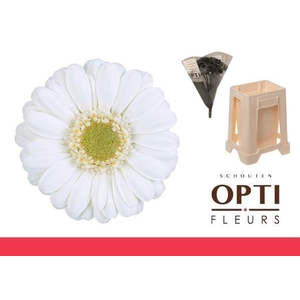 Germini Albino Water