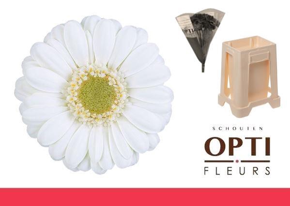 <h4>Germini Albino Water</h4>