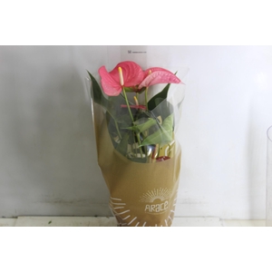 ANTHURIO MAINE P17 ROSA