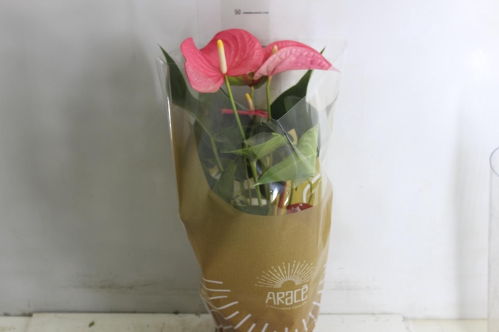 <h4>ANTHURIO MAINE P17 ROSA</h4>