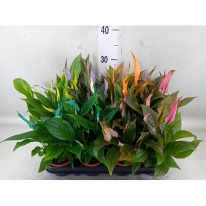 Spathiphyllum  'Chopin'