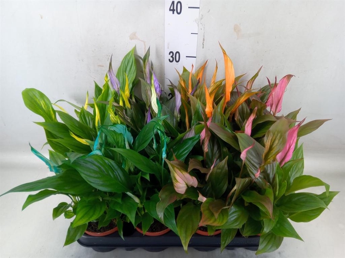 <h4>Spathiphyllum  'Chopin'</h4>