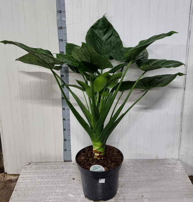 <h4>ALOC CUCULLATA</h4>