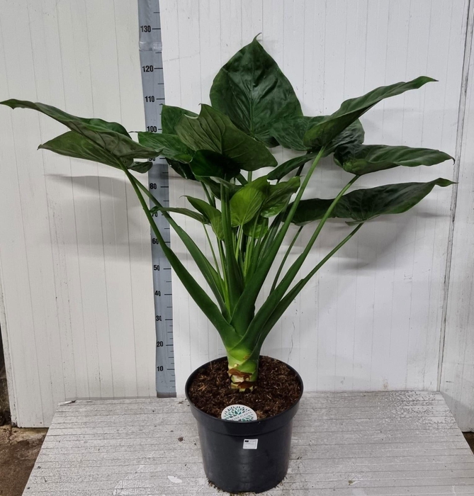 <h4>ALOC CUCULLATA</h4>