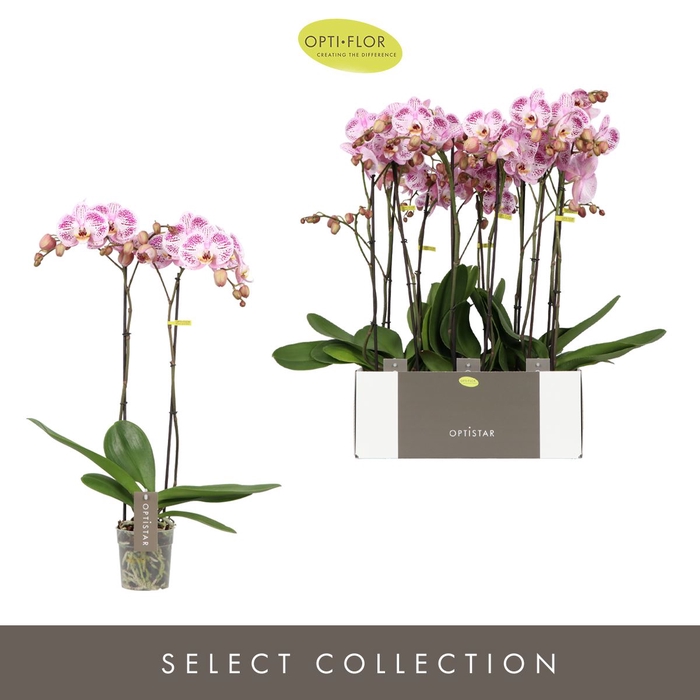<h4>Phalaenopsis overig</h4>