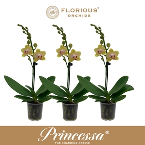 No9 Phalanopsis 1 Tak Geel