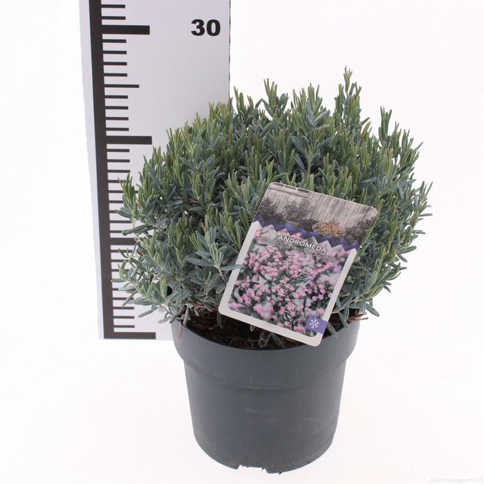 <h4>Andromeda polifolia 'Blue Lagoon'</h4>