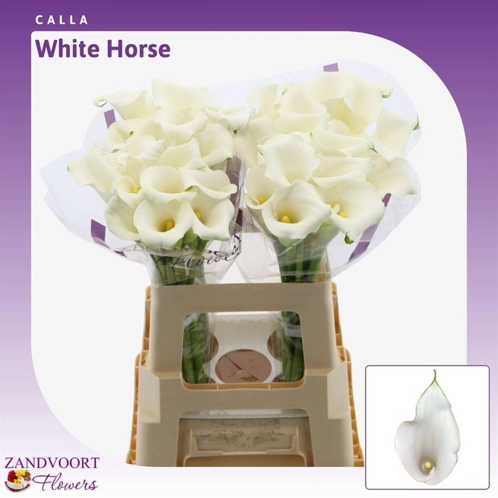 <h4>Calla Whitehorse</h4>