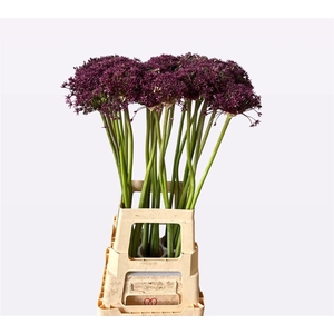 Allium Cherry