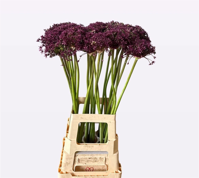 <h4>Allium Cherry</h4>