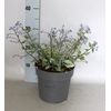 vaste planten 19 cm  Brunnera Jack Frost
