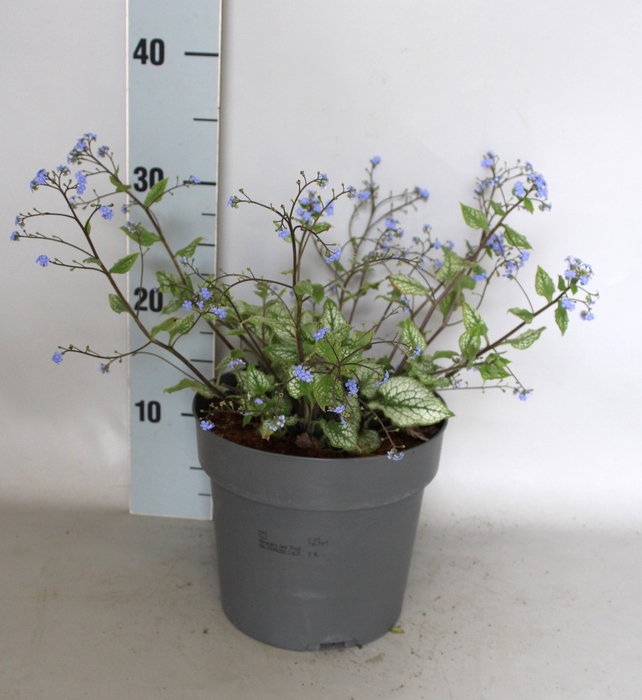 vaste planten 19 cm  Brunnera Jack Frost