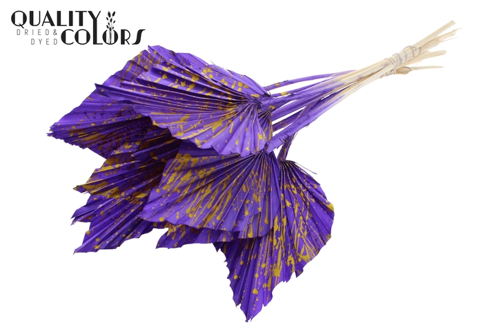 Palm spear per stem Splashed Purple/Yellow