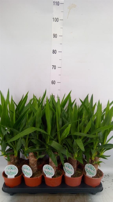 <h4>Yucca   ...</h4>