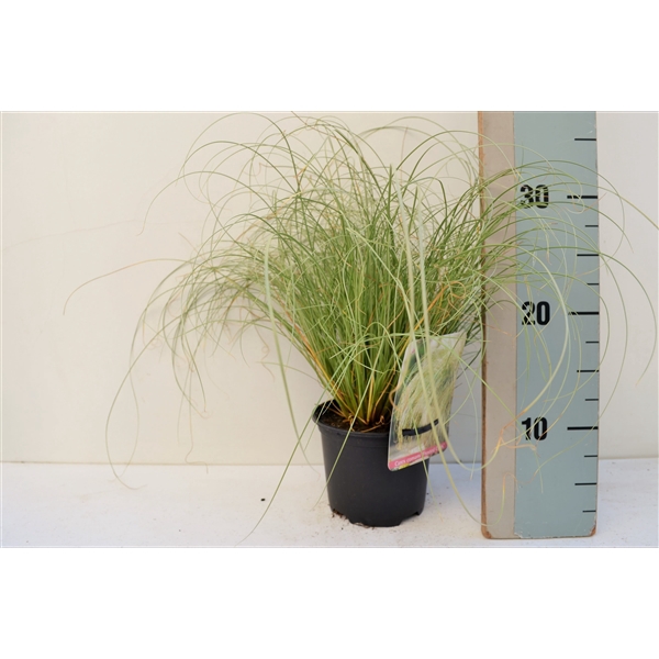 <h4>Carex comans 'Frosted Curls'</h4>