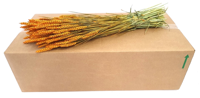 Triticum per bunch Orange