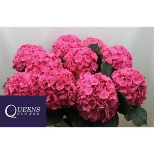 Hydr M Royal Anastasia Rose