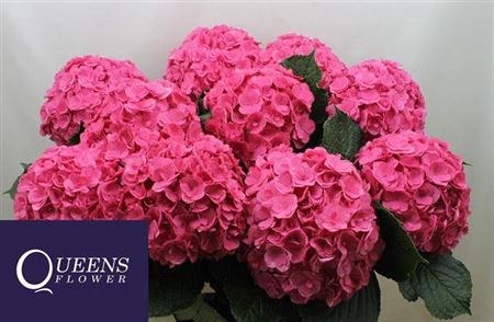 <h4>Hydr M Royal Anastasia Rose</h4>