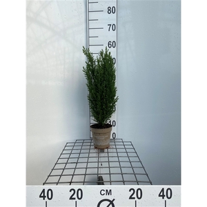 Chamaecyparis lawsoniana 'Ellwoodii'