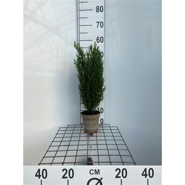 <h4>Chamaecyparis lawsoniana 'Ellwoodii'</h4>