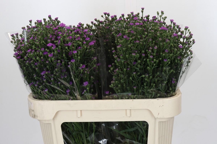 <h4>Aster Baby Pink</h4>