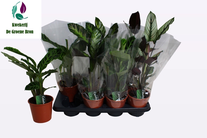 <h4>CALAT GEM 3 SRT</h4>