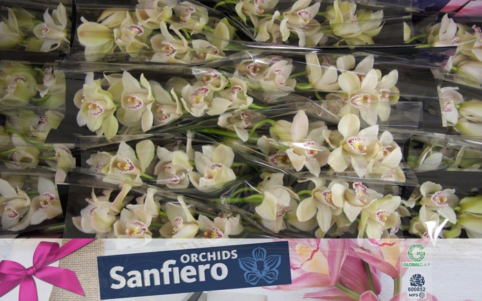 <h4>CYMB T CASCADE</h4>